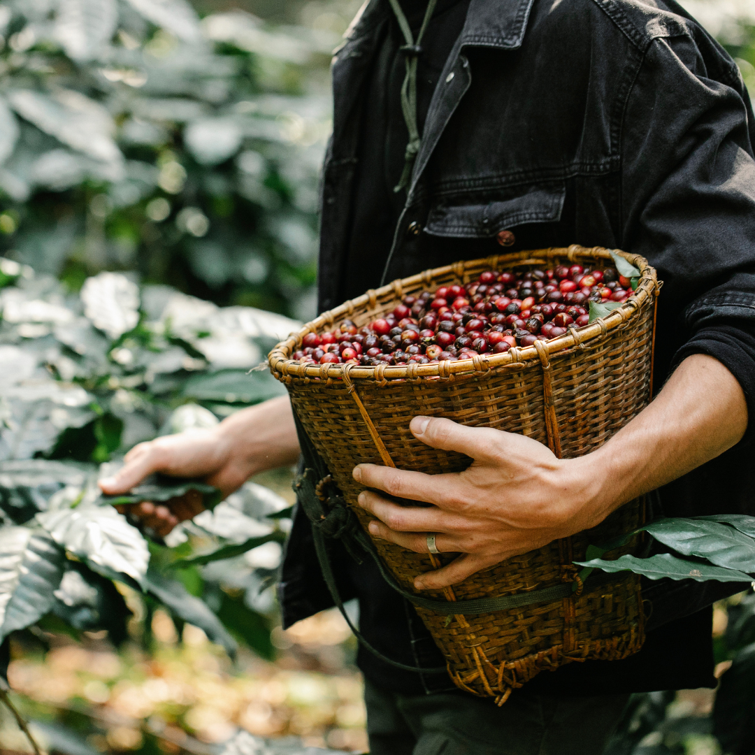 From Light to Dark The Journey of Coffee Roasts Explained